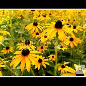 Meet your Posher, Joelene